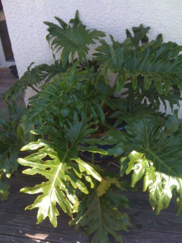 Philodendron Selloum