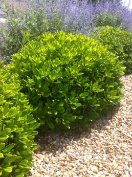 Pittosporum 'Tobira nana' / Pittospore du Japon nain