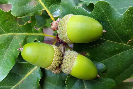 Quercus petraea / Chêne sessile / Chêne rouvre