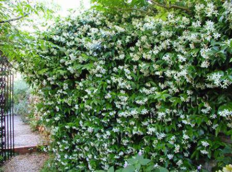 Trachelospermum jasminoides / Faux jasmin étoilé