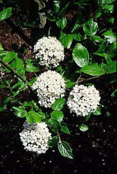 Viburnum burkwoodii